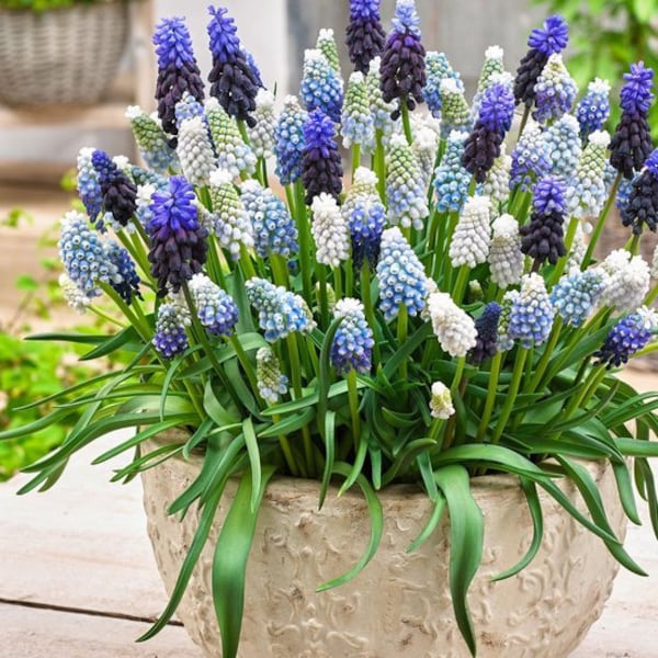 Mini Blue Hyacinth Bulbs, amazing colors, fun and easy to grow, gift idea, birthday present, for indoors and outdoors, fast shipping