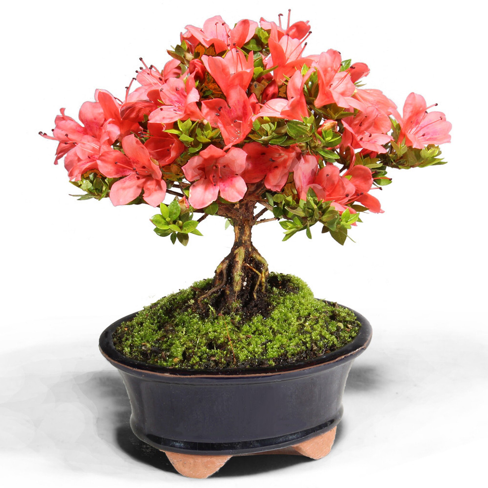 bonsai fertilizer All Purpose Bonsai Fertilizer – Bonsai Supply main image 0