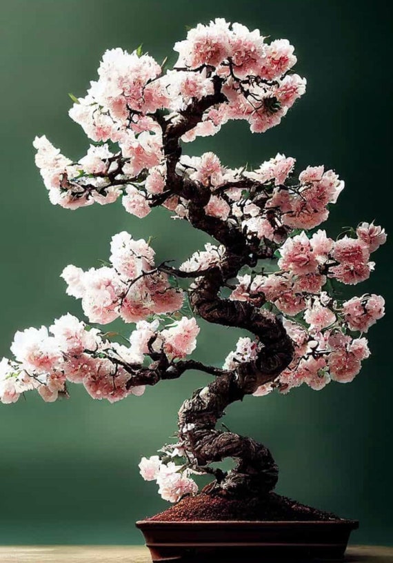 Rosa Kirschblte Bonsai Baum Samen: Japanische Sakura Staude - Etsy.de