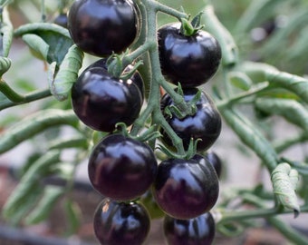 Black Tomato Seeds: Organic Home Gardening DIY, Fruit Vegetables