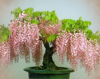 Może przedstawiać: Bonsai wisterii z kaskadowymi różowymi kwiatami i żywymi zielonymi liśćmi. Drzewo jest posadzone w ciemnozielonej ceramicznej doniczce. Obraz ma miękki, rozproszony efekt świetlny.