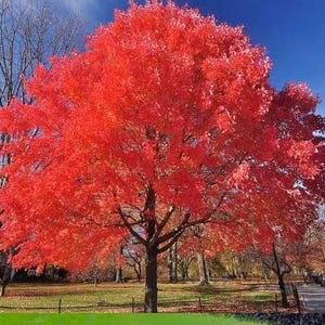 May include: A vibrant red maple tree with lush foliage in full autumn colour. The tree stands tall against a clear blue sky, showcasing the beauty of autumn.
