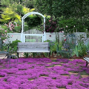 Creeping Wild Thyme seeds, perennial frost hardy ground cover magic carpet, gift for him her mom dad teacher home decor DIY gardening