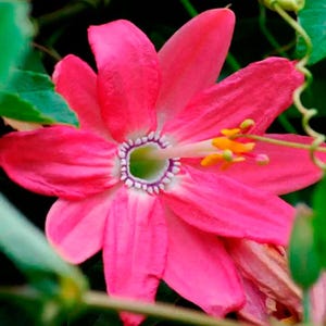 Rosa Passionsblume Samen, Frost Hardy Passiflora, Outdoor Garten Wohnkultur Geschenk für ihn ihre Mutter Papa Gartenarbeit Geburtstag DIY