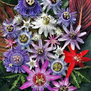 Passion Flower Samen, Passiflora Geschenk für ihn ihre Mutter Vater Lehrer Wohnkultur Bio DIY Gartenarbeit Wachsen In allen blühenden Pflanzen