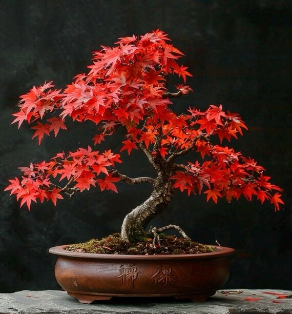 Red Maple Bonsai Tree Seeds: Organic Gardening Acer, Frost Hardy Perennial,  House & Garden Plant - Etsy Israel