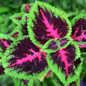 Regenbogen Coleus Samen, bestes Geschenk für ihn ihre Mama Papa Lehrer, innen & außen Wohnkultur Geburtstag blühende Hauspflanzen DIY Gartenarbeit