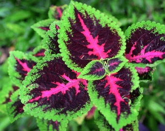 Rainbow Coleus Plant Seeds: DIY Flowering House Plants, Indoor Outdoor Garden, Easy to Grow