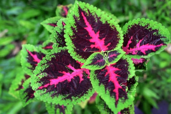 Rainbow Coleus Plant Seeds: DIY Flowering House Plants, Indoor Outdoor  Garden, Easy to Grow - Etsy Israel