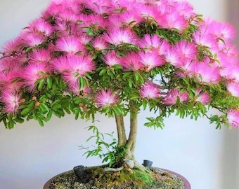 Pink Persian Silk Tree Bonsai Seeds: Albizia Mimosa, Extremely Frost Hardy, Grow in all Zones, Easy to Grow