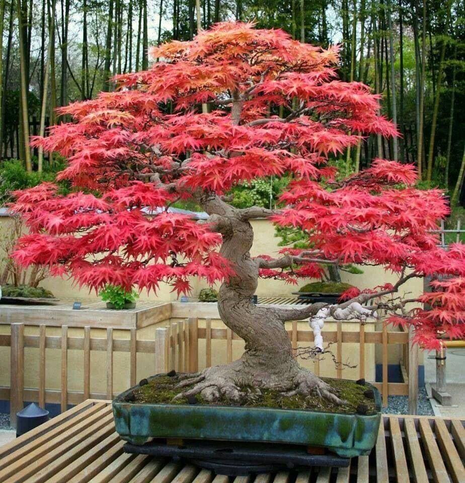 Red maple bonsai tree - Etsy.de