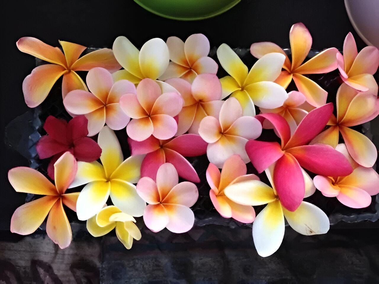 Plumeria seeds - Etsy 日本