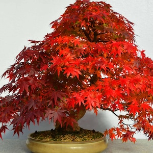 Red Maple Bonsai Tree seeds, perennial, best gift for him her mom dad teacher, home decor house plants gardening DIY, birthday, easy care