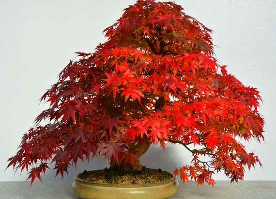 Red Maple Bonsai Tree Seeds: Perennial Home Decor DIY Gardening