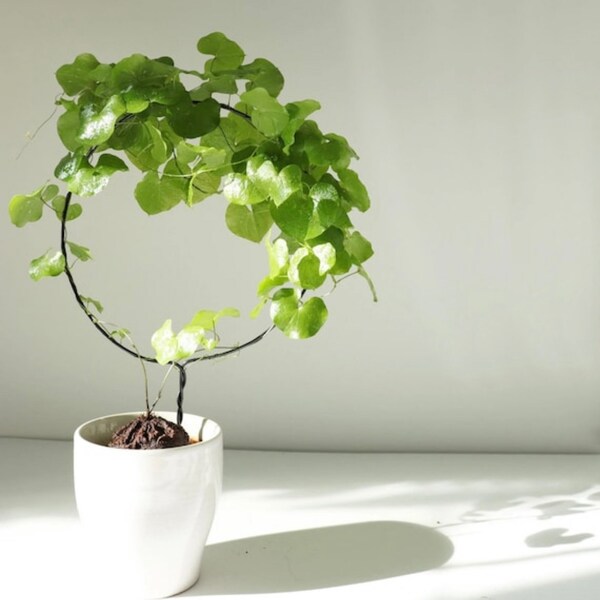 House Plants Etsy UK