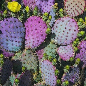 May include: Close-up of a vibrant cactus with flat, paddle-like segments in shades of purple, pink, and green. The cactus features small, dark dots and clusters of green buds. A bright yellow flower blooms at the top, adding a pop of color.