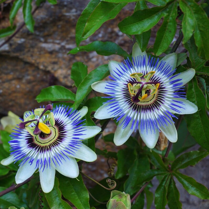 Passion Flower Seeds Amazing Colors Easy to Grow Gift Idea Etsy