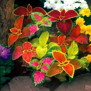 Regenbogen Coleus Samen, bestes Geschenk für ihn ihre Mama Papa Lehrer, innen & außen Wohnkultur Geburtstag blühende Hauspflanzen DIY Gartenarbeit