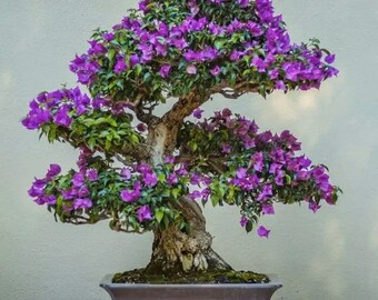 Purple Jacaranda Bonsai Tree seeds, Grow your own Purple Mini Tree, amazing colors, fun and easy to grow, fast shipping