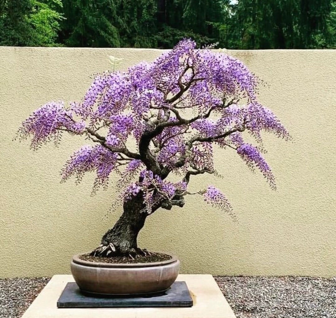 Purple Rain Wisteria Bonsai Seeds, the Living Room Bonsai, Grow Your