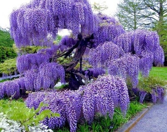 May include: A large wisteria tree in full bloom with cascading purple flowers. The tree is in a garden setting with green grass and a paved walkway.