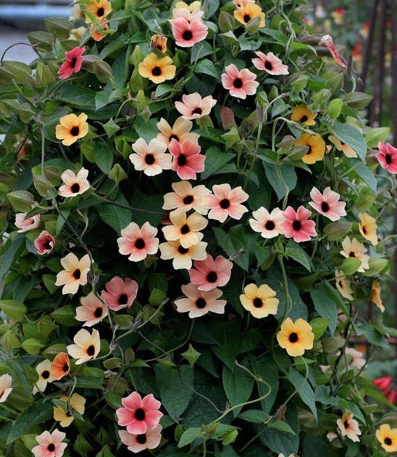 Colourful Black Eyed Susan Seeds: Thunbergia African Sunset DIY