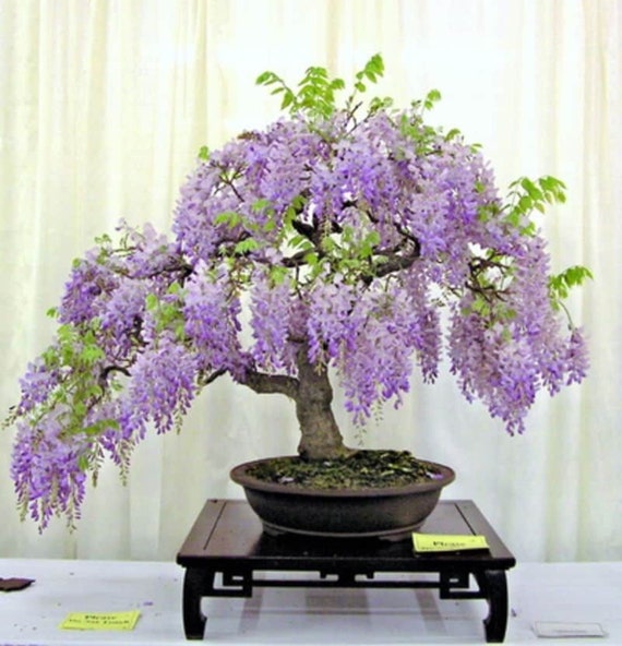 Wisteria Bonsai Seeds the Living Room Bonsai Mini Tree - Etsy