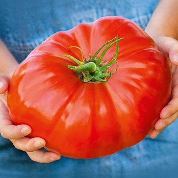 BIG Tomato seeds, XXL, can grow up to 2lb! 1 kilo! great gift for vegan friends and family, fast shipping