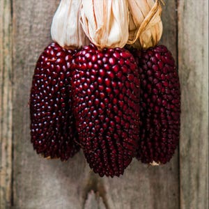 May include: Three cobs of deep red corn hang against a weathered wooden background. The kernels are a rich, dark red, and the husks are a mix of cream and tan. The image highlights the texture and colour of the corn.