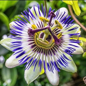 Blaue Passionsblume Samen, Passiflora beste Geschenk für ihn ihre Mutter Vater Lehrer Wohnkultur Gartenarbeit DIY Blütenpflanzen im Garten mehrjährig