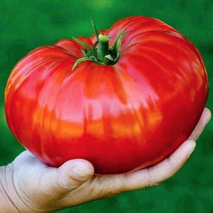 May include: A large, ripe red tomato with a green stem and leaves is held in a hand. The tomato has a smooth, shiny surface and is a vibrant red color with hints of orange. The background is a blurred green.