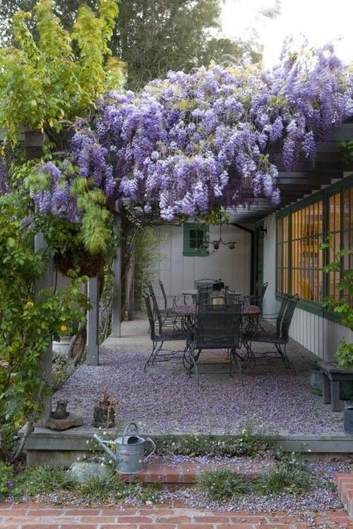Wisteria Seeds - Chinese Blue Wisteria - Heirloom Untreated NON-GMO From Canada Wisteria Seeds - Chinese Blue Wisteria - Heirloom Untreated NON-GMO From Canada