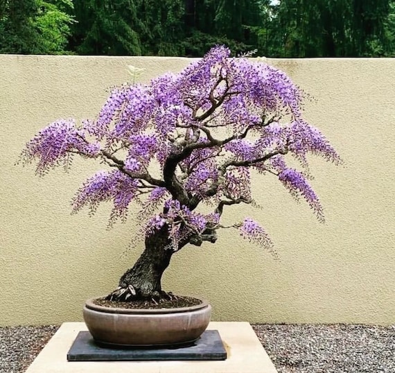 Wisteria Bonsai Seeds, the Living Room Bonsai, Best Gift for Him Her Mom  Dad Teacher Home Decor Birthday House Plant DIY Gardening Perennial - Etsy