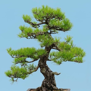 Può includere: Un bonsai con aghi verdi e un tronco spesso e nodoso. L'albero è in vaso in un vaso di ceramica marrone e si trova su uno sfondo blu chiaro.