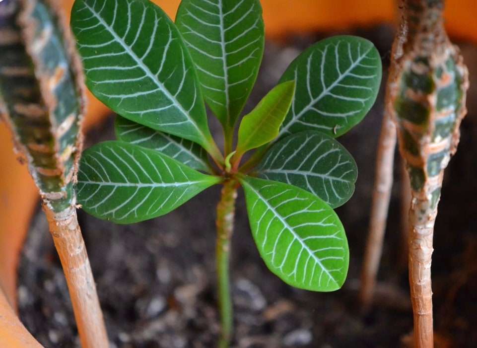 Madagascar Jewel Seeds: Euphorbia Leuconeura, DIY House Plant, Mini Palm  Tree - Etsy