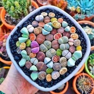 Multi Color Lithops Seeds, amazing colors, fun and easy to grow, gift idea, birthday present, organic, teacher gifts, fast shipping zdjęcie 1