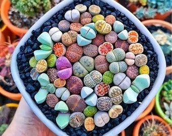 Multi Color Lithops seeds, best gift for him & her, home decor teacher gifts graduation, fathers day birthday present, DIY, gardening plants