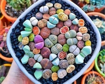 カラフルなリトープスの種：生きた石の多肉植物、DIYガーデニング