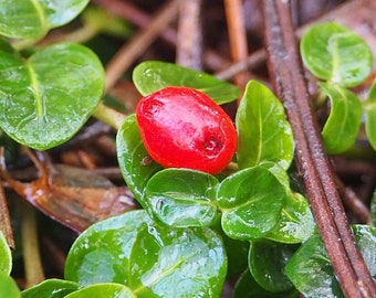 Partridge Berry vines for DIY Terrariums