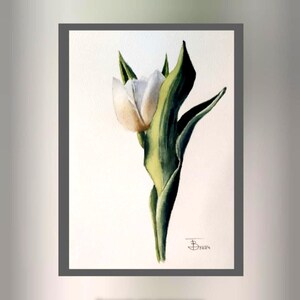 Dipinto botanico originale, Tulipano bianco, regalo di Natale, acquerello, Dimensioni 19 cm x 28 cm, Carta 100% cotone, Decorazione murale