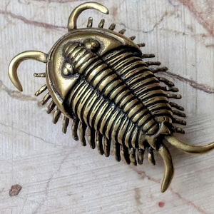 May include: A detailed, antique brass-colored trilobite pendant. The fossil-like charm features segmented body plates, multiple legs, and curved antennae. The pendant is a unique piece of jewelry.