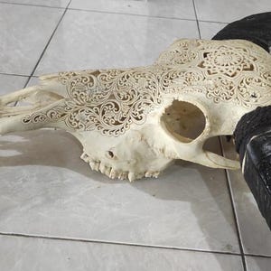 May include: A white cow skull with intricate carved floral designs. The horns are black and also carved with intricate designs.