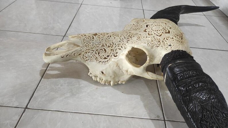 May include: A white cow skull with intricate carved floral designs. The horns are black and also carved with intricate designs.