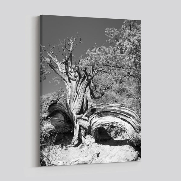 Twisted Juniper Tree - Sedona Vortex - Sedona Photo, Arizona Landscape Art.  Wrapped Canvas on Wooden Frame, Black and White