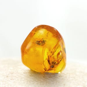 Amber with Insects, Fossil Spider Insect Inclusion in Genuine Baltic Amber Specimen, 10mm x 11mm, Certificate of Authenticity is Included