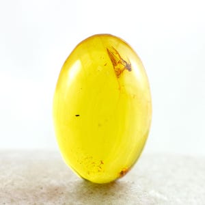 Amber Cabochon with Insect, Fossil Insect Inclusion in Genuine Baltic Amber Specimen, 12mm x 16mm, Certificate of Authenticity is Included