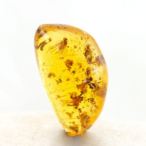 Amber with Insect,  Rare Fossil Insect Inclusion in Genuine Baltic Amber Specimen, 20mm x 11mm x 8mm,Certificate of Authenticity is Included