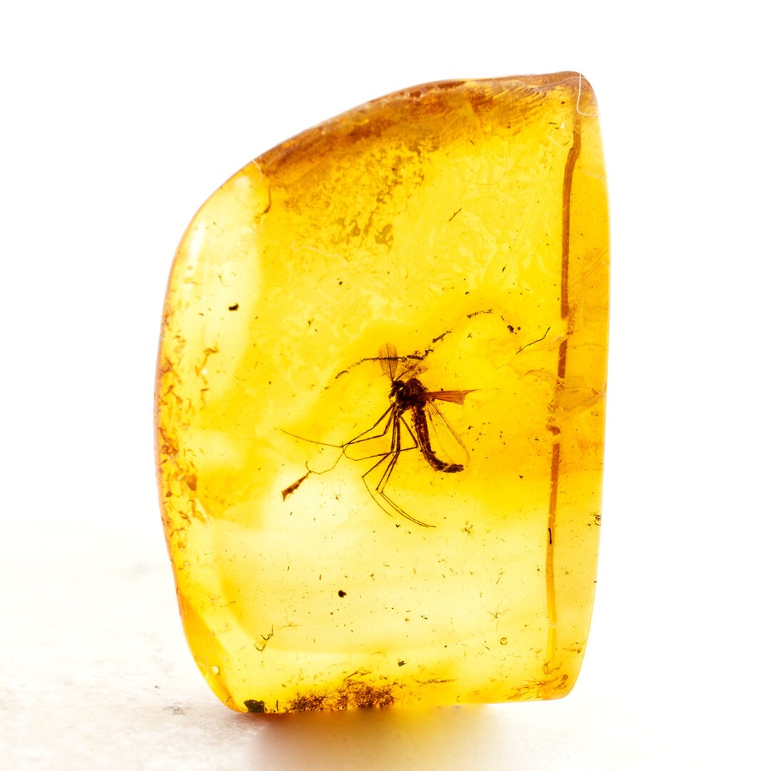 Amber With Insect Rare Fossil Gnat Insect Inclusion in Etsy