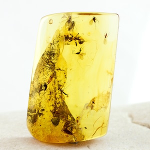 Amber with Insects, Natural Baltic Amber with Multiple Fossil Insects Inclusions,RARE!!! 26mm x 17mm,Certificate of Authenticity is Included