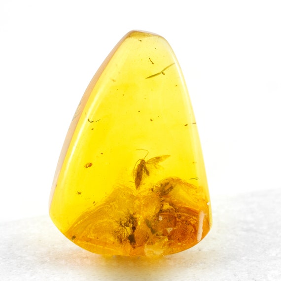 Amber With Insect Fossil Moth Insect Inclusion in Genuine Etsy